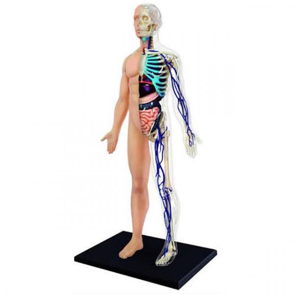 Tudo sobre 'Anatomia do Corpo Humano - 4d Master'