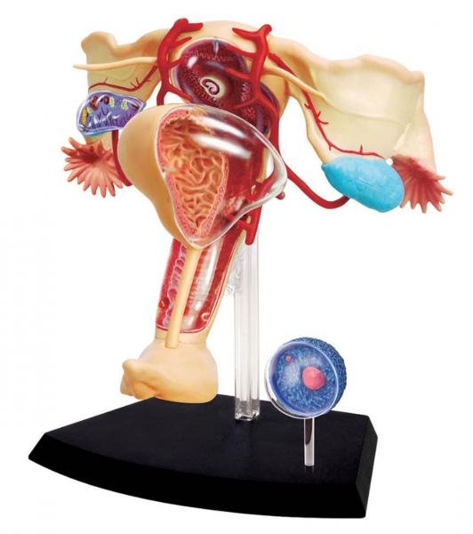 Anatomia do Órgão Reprodutor Feminino - 4d Master