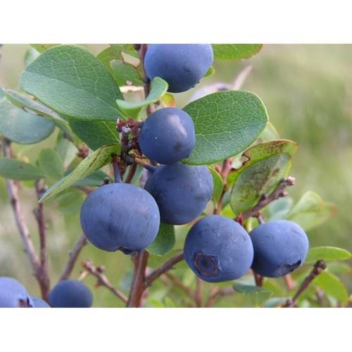 Blueberry (Mirtilo), 60 Cáps. 500 Mg