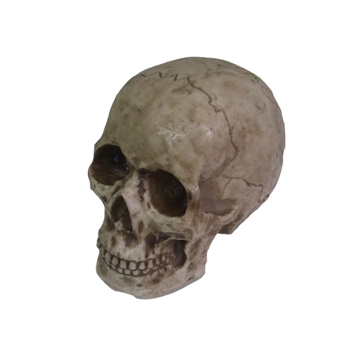 Tudo sobre 'Cranio Caveira Esqueleto de Resina em Tamanho Real'