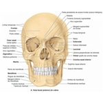 Crânio Humano Mandíbula E Calota Móvel E 3 Dentes Móveis