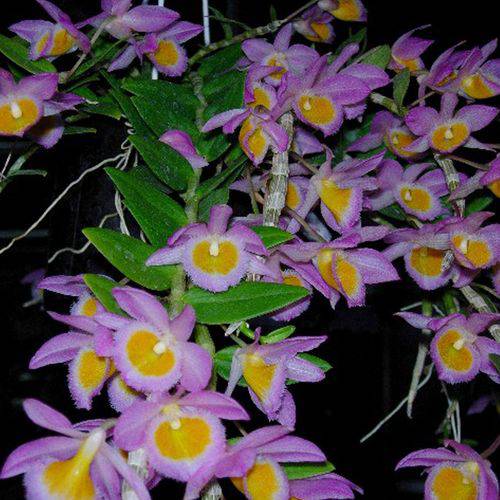 Tudo sobre 'Dendrobium Loddigesii - Planta Adulta'