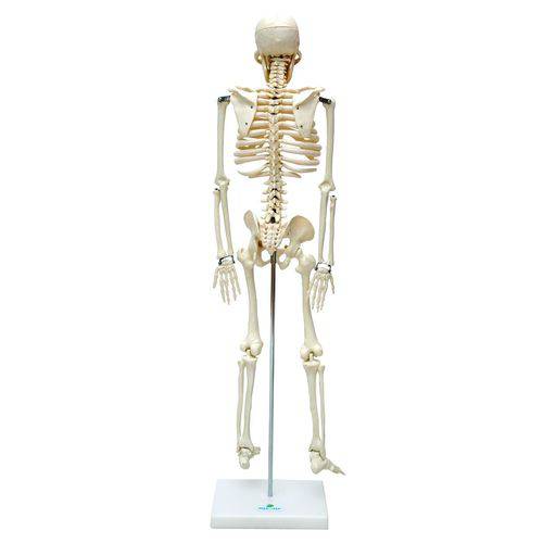 Tudo sobre 'Esqueleto 85cm Modelo Anatomico do Corpo Humano Anatomia e Fisiologia Anatomic'