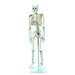 Esqueleto 85cm Modelo Anatomico do Corpo Humano Anatomia e Fisiologia Anatomic
