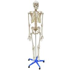 Esqueleto Humano 1,70m Altura - Anatomic