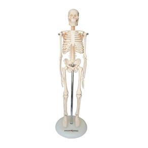 Esqueleto Humano 45 Cm Altura Articulado Anatomia