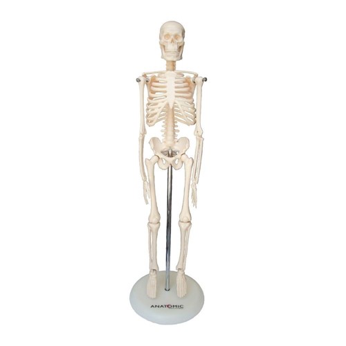 Esqueleto Humano 45 Cm Altura Articulado Anatomia