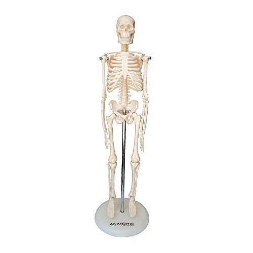 Esqueleto Humano 45 Cm Altura Articulado Modelo Anatômico
