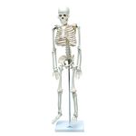 Esqueleto Humano Articulado de 85 Cm de Altura com Suporte