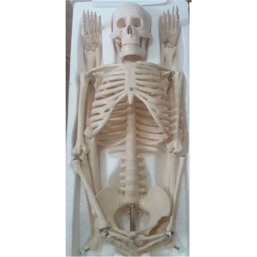 Esqueleto Humano Articulado de 85 Cm de Altura com Suporte