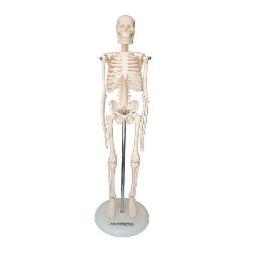 Tudo sobre 'Esqueleto Humano C/45 Cm Altura Articulado Modelo Anatômico'