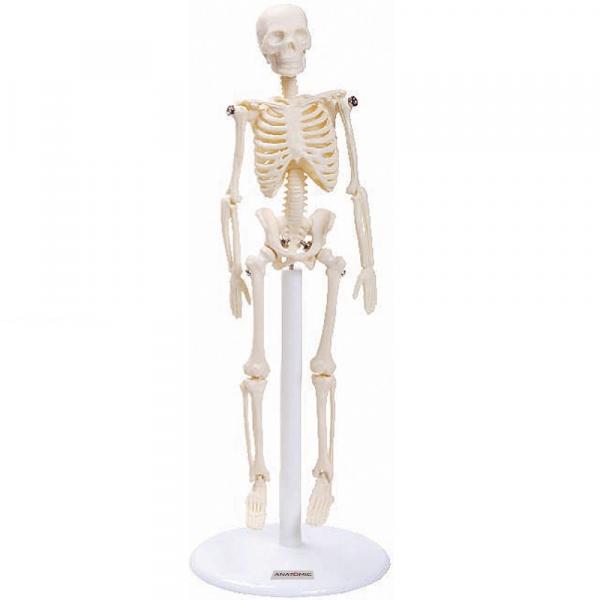 Esqueleto Humano de 20 Cm Altura - Anatomic