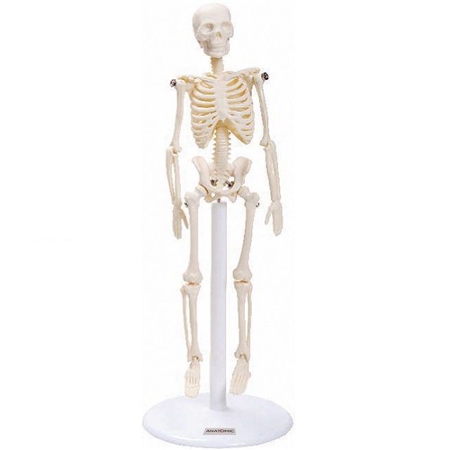 Esqueleto Humano de 20cm Altura Anatomia