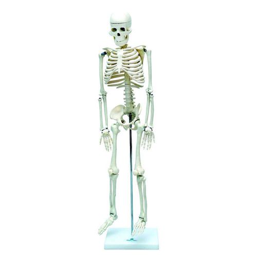 Tudo sobre 'Esqueleto Humano de 85 Cm com Haste e Suporte Sdorf Anatomia e Fisiologia Humana'