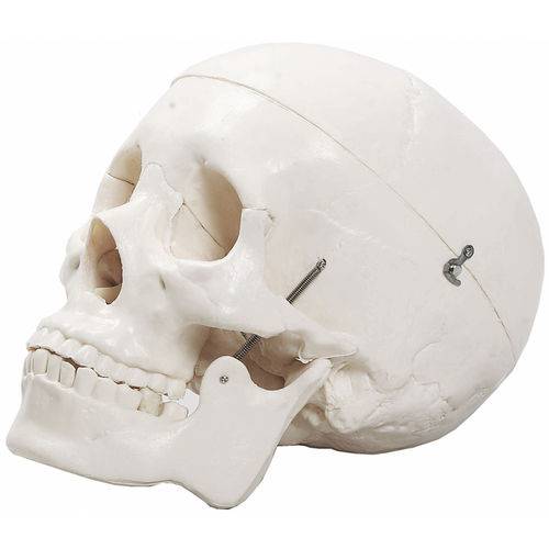 Tudo sobre 'Modelo Anatomico Cranio Humano 5 Partes'