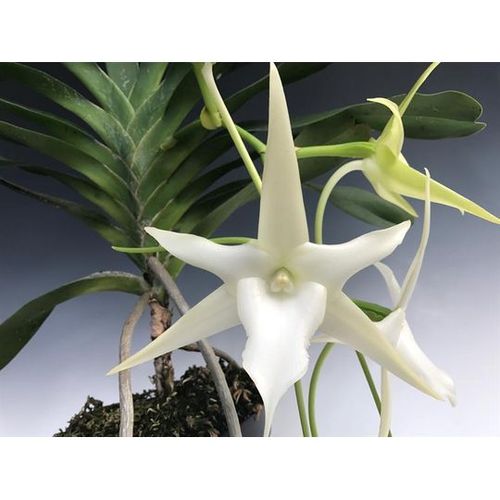 Tudo sobre 'Orquídea Angraecum Sesquipedale'