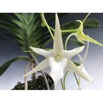 Orquídea Angraecum Sesquipedale