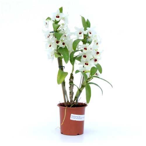 Tudo sobre 'Orquídea Dendrobium Noblily Pote 12'