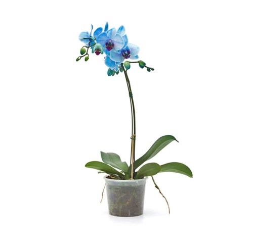 Orquídea Phalaenopsis 11 Flores Azul Pote 12