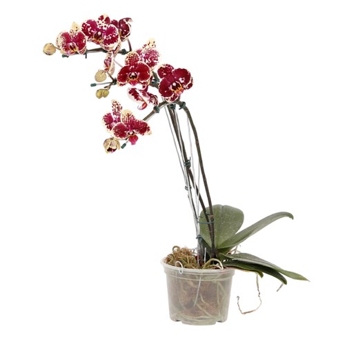 Tudo sobre 'Orquídea Phalaenopsis 2 Hastes Pote 15'