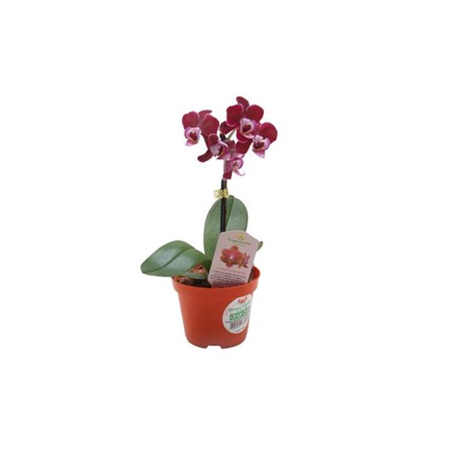 Tudo sobre 'Orquídea Phalaenopsis Mini Pote 06'
