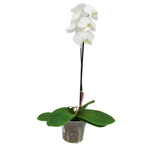 Tudo sobre 'Orquídea Phalaenopsis Pote 15'