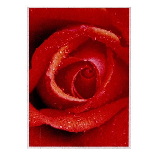 Painel Fotográfico Floral Rosa 254x183cm