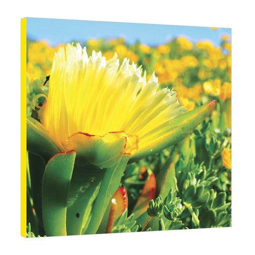 Placa Decorativa 19x19cm - Flor 13 - Amarelo, Verde e Azul - para Colar na Parede