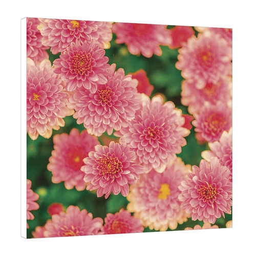 Placa Decorativa 19x19cm - Flores 02