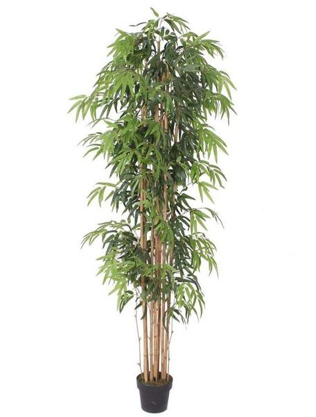 Planta Bambu Caule Natural Permanente 210cm - Akz Home
