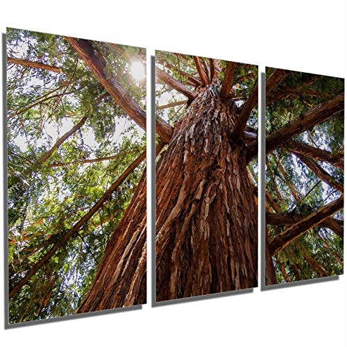 Quadros Decorativos Sala Quarto Sequoia Gigante