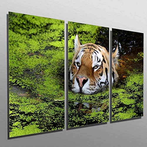 Quadros Decorativos Sala Quarto Tigre Natureza