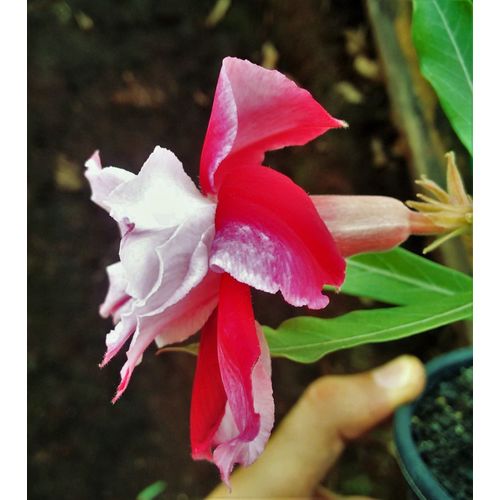 Tudo sobre 'Rosa do Deserto Bicolor Dupla C/ Pétalas Frontais Brancas e Pétalas Posteriores Vermelhas - Muda Enxertada'