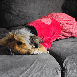 Roupa para Cães Vestido Elegance Vermelho - Meemo