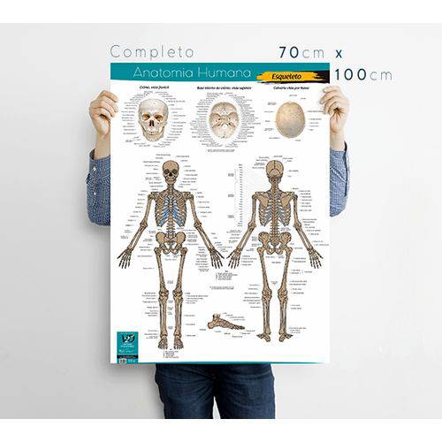 Tudo sobre 'Sistema Esquelético Completo 70x100cm - V2D Cartazes Educacionais - Anatomia Humana - Esqueleto Humano'