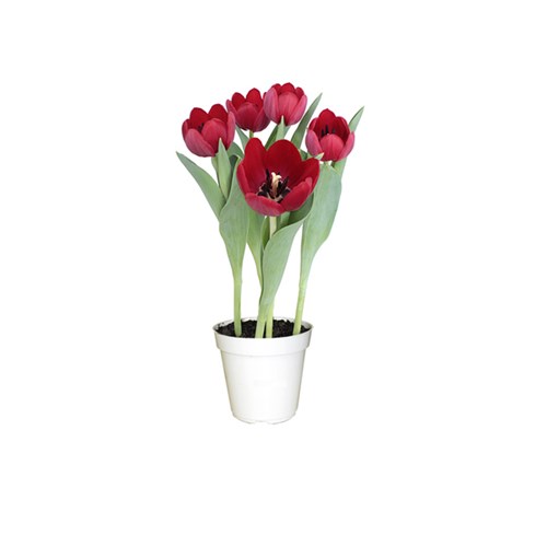 Tudo sobre 'Tulipa Pote 12'