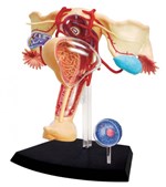Anatomia do Órgão Reprodutor Feminino - 4d Master