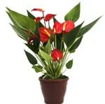 Ficha técnica e caractérísticas do produto Anthurium Mini Million Flowers Pote 09 Verme