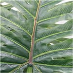 Ficha técnica e caractérísticas do produto Árvore Costela de Adão Planta Artificial 105cm