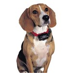 Ficha técnica e caractérísticas do produto Coleira Antilatido Pet Safe