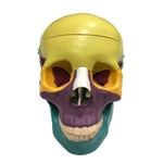 Ficha técnica e caractérísticas do produto Crânio Humano Colorido tamanho Natural 5 pts
