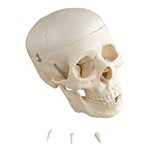Ficha técnica e caractérísticas do produto Cranio Humano 5 Partes