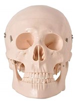 Ficha técnica e caractérísticas do produto Cranio Modelo Anatomico em 5 Partes