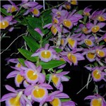 Dendrobium Loddigesii - Planta Adulta