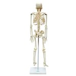 Ficha técnica e caractérísticas do produto Esqueleto 85cm Modelo Anatomico do Corpo Humano Anatomia e Fisiologia Anatomic