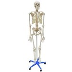 Ficha técnica e caractérísticas do produto Esqueleto Humano 1,70m Altura - Anatomic