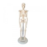 Ficha técnica e caractérísticas do produto Esqueleto Humano 45 Cm Altura Articulado Anatomia - Anatomic