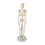 Ficha técnica e caractérísticas do produto Esqueleto Humano 45 Cm Altura Articulado Anatomia