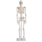 Ficha técnica e caractérísticas do produto Esqueleto Humano 85 cm Altura Articulado Modelo Anatomia