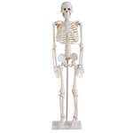 Ficha técnica e caractérísticas do produto Esqueleto Humano Articulado de 85 cm de Altura com Suporte